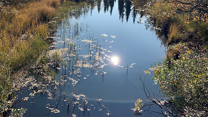sjö med skog.