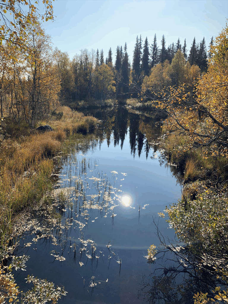 En sjö med skog omkring sig.