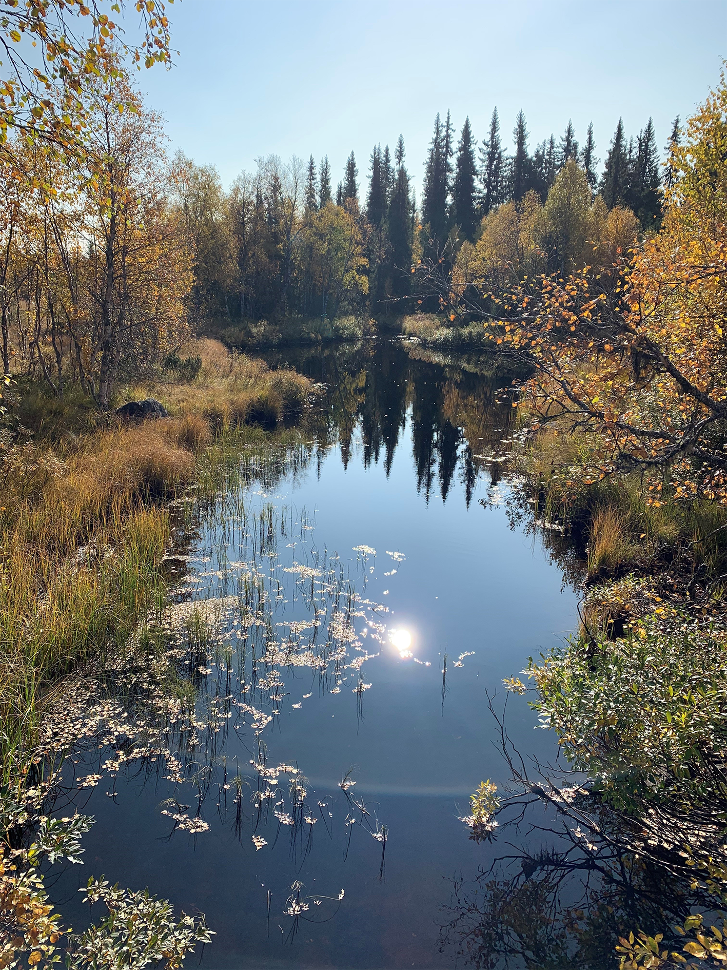 En sjö med skog omkring sig.